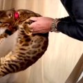 何度も会っているのに！？飼い主さんのお父さんを警戒する猫さんたち