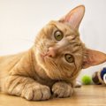 猫は飼い主を忘れる！？どんな人が忘れられちゃうの？