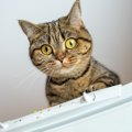 猫が高い場所から『降りられなくなる』理由3選　自分で登ったのに…？気に…