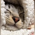 幸せそうに眠っていた猫→起こされると……『可愛すぎる反応』に7万7000いい…