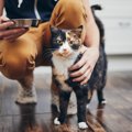 猫のごはんを出しっぱなしはよくない？『置き餌』が危ないと言われる3…