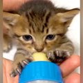 ひとりぼっちの赤ちゃんネコ→２匹の先住猫がいる家に迎えた結果…こころあ…