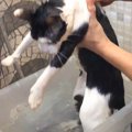 『お風呂大好きな猫』を湯船に入れた結果…まさかすぎる状態に"大…