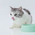 愛猫の『寿命を伸ばすための食事』4つのポイント　食は健康の基本！