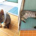 片目の瞬膜が飛び出した子猫…保護され甘える姿に涙