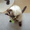 一度掴んだら離さない猫ちゃん！