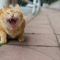 猫が「シャー」と鳴く理由と2つの意味