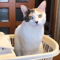 カゴからカゴへ！くつろげる場所を求めて彷徨い続ける猫ちゃん