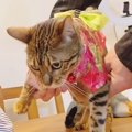 着物を着た猫さんたち！脱ぐ様子もかわいい！