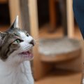 猫が一生懸命飼い主さんに『話しかけている』ときの心理4選　猫も飼い主さ…