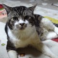 おやつが貰えなくて魚のおもちゃをボコボコにする猫さん