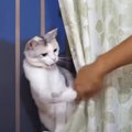 猫がカーテンの奥にいるので『開けようと』した結果…しきりに"ツ…