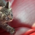 命は尊い！ギタリストと子猫の愛溢れる4日間に涙腺崩壊【後編】