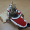 メリークリスマス♡サンタさんのコスチュームを着た猫ちゃんたちが可愛い