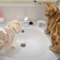 初めて猫たちが一緒に洗面台に入ったら…思わぬハプニングと『優しさ溢…
