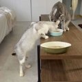 『先輩猫より態度がデカい』”元野良猫”のご飯シーンを撮ったら…まさか…