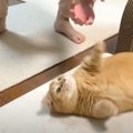 猫がママとの『変な遊び方』にハマった結果…まさかの『おねだり姿』が…