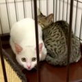 母猫とはぐれた子猫2匹…愛あるケアで緊張がほぐれ甘えん坊に！