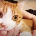 やめられない！猫ちゃんの指ちゅぱ♡