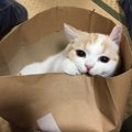 猫にとって『過ごしやすい部屋』の条件５つ