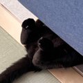 ソファの下を見たら、『黒猫』が…思わず癒される『微笑ましい光景』が17万…