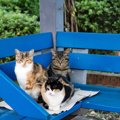 意味あるの？猫が『集会』を開く理由とは