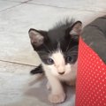 警戒心の強い保護子猫→お家に迎えて４日目になると…飼い主さんに見せ…