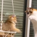 新入り子猫に心を開けなかった猫→勇気を出して歩み寄ったら…思わず感…