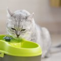 猫が使う『水飲み器』にはどんなタイプがある？それぞれの特徴から適切な…