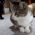 バタバタ禁止？！猫ちゃんのテンション急降下…