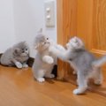 負けず嫌いな子猫たちがじゃれ合っていたら…『まさかの熱戦』が勃発す…