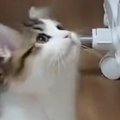 『新しいおもちゃ』を見つけた猫→夢中になって遊び始めて…可愛すぎる様子…