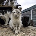 『捨て猫』が減らないのはなぜ？5つの理由と迎える前に必要な覚悟とは