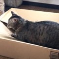 なかなか番が回ってこない…！猫ちゃんのシェアハウス