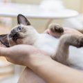 怪我の可能性も？猫の動きが不自然なときに考えられる６つのこと