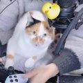 ゲーム配信中、膝の上にやってきた『三毛猫』→次の瞬間…羨ましすぎる『ま…