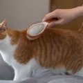 猫のカラダに発生する『白い粉』の原因3つ　気になる正体とは？正しい対処…