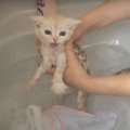 大絶叫！子猫ちゃんの初シャンプー