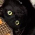 キャットタワーでくつろぐ猫の体勢に驚愕…ぐにゃぐにゃすぎる『まさかの瞬…