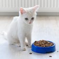 猫が『お皿の外にご飯やおやつを出す』ナゾ行動の理由3つ　食器を気に…