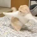 布団を敷くと、猫のテンションが上がって…あまりにも『キレッキレな動…
