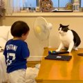 小さな男の子を威嚇しまくるネコ→近づいた結果…まるでツンデレな『教…