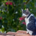 【獣医師監修】アメリカンワイヤーヘアってどんな猫？特徴や性格から飼う…