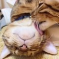 幸せ♪仲良し猫夫婦♪