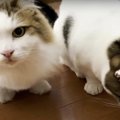 『もっとちょうだい♡』まぐろの味が忘れられない猫ちゃん