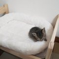 大きなベッドの上で眠る赤ちゃん猫→『２年後の様子』と比較してみると…