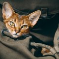 猫が飼い主さんの外出を察知して見せる『お出かけ阻止行動』3選　お出かけ…
