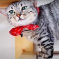 隣の芝生は青い？順番待ちしてたのに飽きちゃった猫さん！