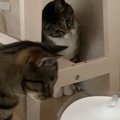 2匹の猫が自動給水器に浮かぶ『氷』を発見した結果…たまらなく可愛いリア…