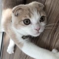 猫がヤキモチを焼いているときの対処法４つ